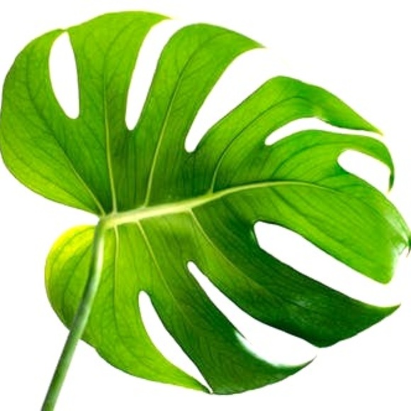 Meet your Posher, Lia - Picture 1 of 1